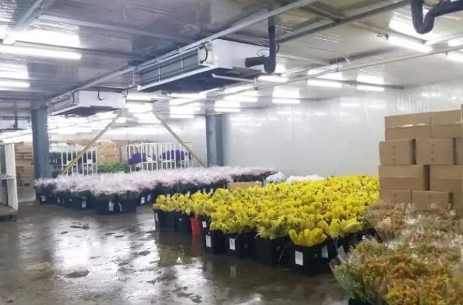 建造鮮花冷庫(kù)多少錢一平方